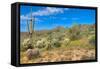 Blooming Desert-Anton Foltin-Framed Stretched Canvas