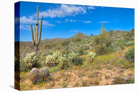 Blooming Desert-Anton Foltin-Stretched Canvas