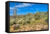 Blooming Desert-Anton Foltin-Framed Stretched Canvas