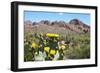 Blooming Desert-Anton Foltin-Framed Photographic Print