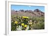 Blooming Desert-Anton Foltin-Framed Photographic Print