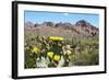 Blooming Desert-Anton Foltin-Framed Photographic Print