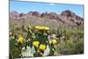 Blooming Desert-Anton Foltin-Mounted Photographic Print