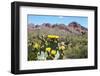 Blooming Desert-Anton Foltin-Framed Photographic Print