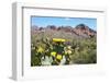 Blooming Desert-Anton Foltin-Framed Photographic Print