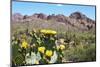 Blooming Desert-Anton Foltin-Mounted Photographic Print