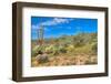 Blooming Desert-Anton Foltin-Framed Photographic Print