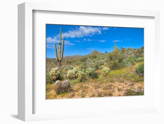 Blooming Desert-Anton Foltin-Framed Photographic Print