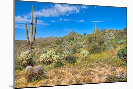 Blooming Desert-Anton Foltin-Mounted Photographic Print