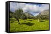 Blooming Field with Olive Trees, Crete, Greek Islands, Greece, Europe-Michael Runkel-Framed Stretched Canvas