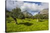 Blooming Field with Olive Trees, Crete, Greek Islands, Greece, Europe-Michael Runkel-Stretched Canvas