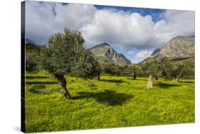 Blooming Field with Olive Trees, Crete, Greek Islands, Greece, Europe-Michael Runkel-Stretched Canvas
