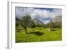 Blooming Field with Olive Trees, Crete, Greek Islands, Greece, Europe-Michael Runkel-Framed Photographic Print