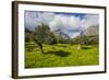 Blooming Field with Olive Trees, Crete, Greek Islands, Greece, Europe-Michael Runkel-Framed Photographic Print