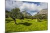 Blooming Field with Olive Trees, Crete, Greek Islands, Greece, Europe-Michael Runkel-Mounted Photographic Print