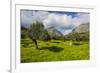 Blooming Field with Olive Trees, Crete, Greek Islands, Greece, Europe-Michael Runkel-Framed Photographic Print