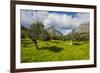 Blooming Field with Olive Trees, Crete, Greek Islands, Greece, Europe-Michael Runkel-Framed Photographic Print