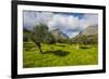 Blooming Field with Olive Trees, Crete, Greek Islands, Greece, Europe-Michael Runkel-Framed Photographic Print