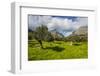 Blooming Field with Olive Trees, Crete, Greek Islands, Greece, Europe-Michael Runkel-Framed Photographic Print