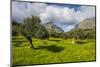 Blooming Field with Olive Trees, Crete, Greek Islands, Greece, Europe-Michael Runkel-Mounted Photographic Print