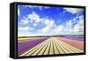 Blooming Fields of Flowers in Holland-Maugli-l-Framed Stretched Canvas