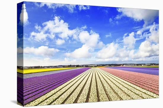 Blooming Fields of Flowers in Holland-Maugli-l-Stretched Canvas