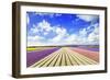 Blooming Fields of Flowers in Holland-Maugli-l-Framed Photographic Print