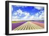 Blooming Fields of Flowers in Holland-Maugli-l-Framed Photographic Print