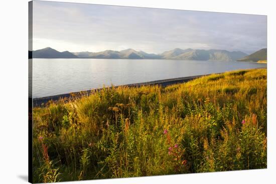 Blooming Fireweed and Tall Grasses Along Beach at Olga Creek, Olga Bay-Lynn M^ Stone-Stretched Canvas