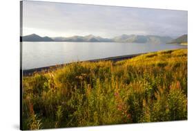 Blooming Fireweed and Tall Grasses Along Beach at Olga Creek, Olga Bay-Lynn M^ Stone-Stretched Canvas