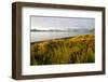 Blooming Fireweed and Tall Grasses Along Beach at Olga Creek, Olga Bay-Lynn M^ Stone-Framed Photographic Print