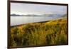 Blooming Fireweed and Tall Grasses Along Beach at Olga Creek, Olga Bay-Lynn M^ Stone-Framed Photographic Print