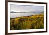 Blooming Fireweed and Tall Grasses Along Beach at Olga Creek, Olga Bay-Lynn M^ Stone-Framed Photographic Print