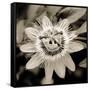 Blooming Flowers 5664-Rica Belna-Framed Stretched Canvas