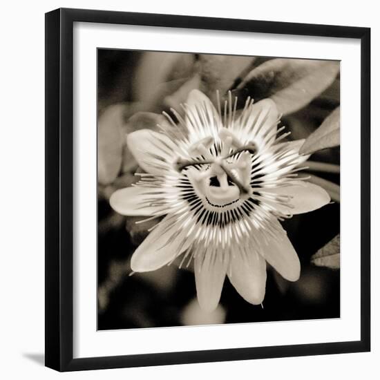 Blooming Flowers 5664-Rica Belna-Framed Premium Giclee Print