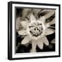 Blooming Flowers 5664-Rica Belna-Framed Premium Giclee Print