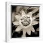 Blooming Flowers 5664-Rica Belna-Framed Premium Giclee Print