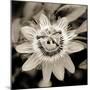 Blooming Flowers 5664-Rica Belna-Mounted Premium Giclee Print