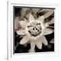 Blooming Flowers 5664-Rica Belna-Framed Giclee Print