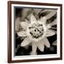 Blooming Flowers 5664-Rica Belna-Framed Giclee Print