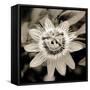 Blooming Flowers 5664-Rica Belna-Framed Stretched Canvas