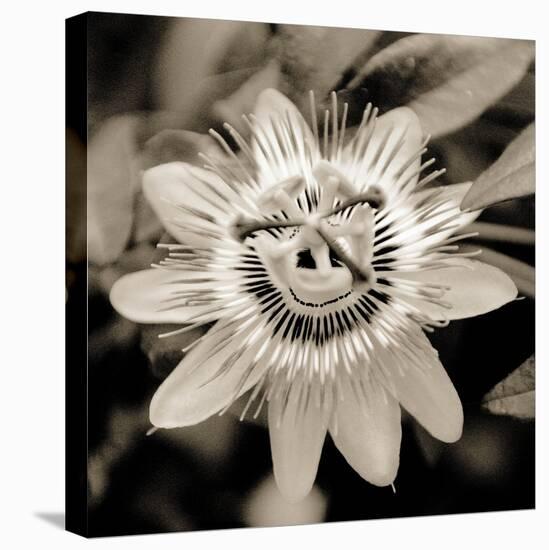 Blooming Flowers 5664-Rica Belna-Stretched Canvas