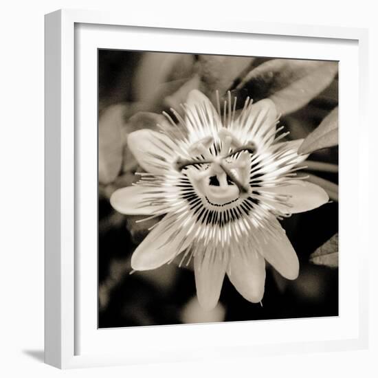 Blooming Flowers 5664-Rica Belna-Framed Giclee Print