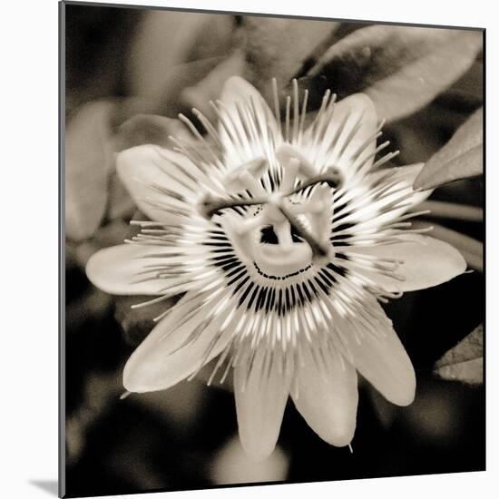 Blooming Flowers 5664-Rica Belna-Mounted Giclee Print