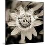 Blooming Flowers 5664-Rica Belna-Mounted Giclee Print