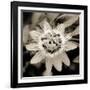 Blooming Flowers 5664-Rica Belna-Framed Giclee Print