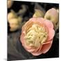 Blooming Flowers 5669-Rica Belna-Mounted Premium Giclee Print