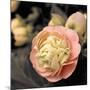 Blooming Flowers 5669-Rica Belna-Mounted Giclee Print