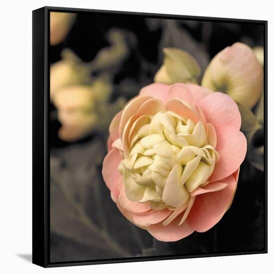 Blooming Flowers 5669-Rica Belna-Framed Stretched Canvas