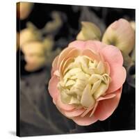 Blooming Flowers 5669-Rica Belna-Stretched Canvas